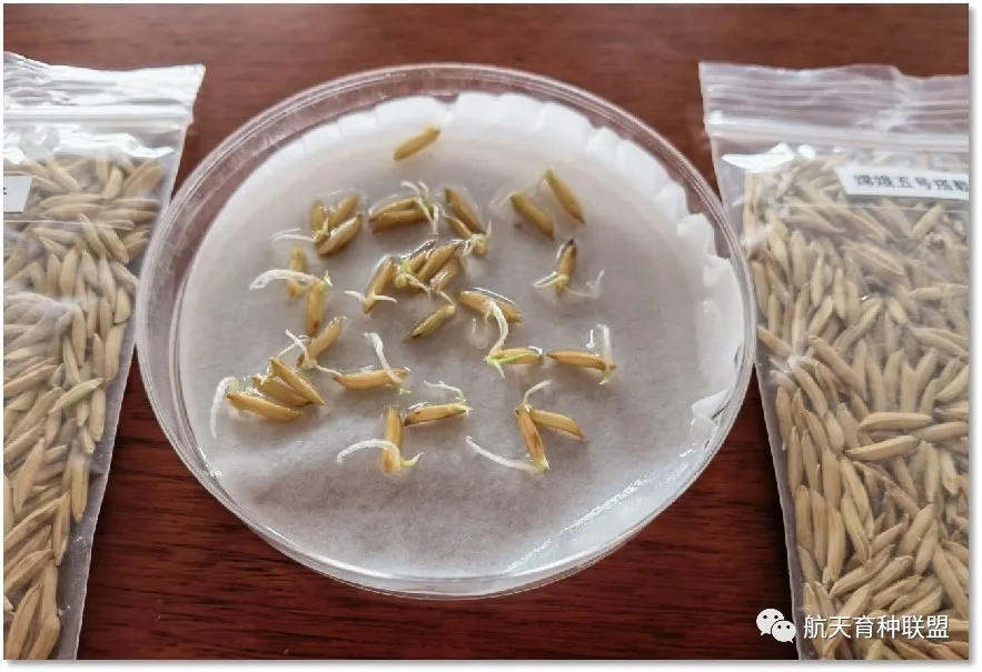 嫦娥五号搭载航天育种实验材料在京交接——华南农业大学水稻材料，助力解决种源卡脖子问题