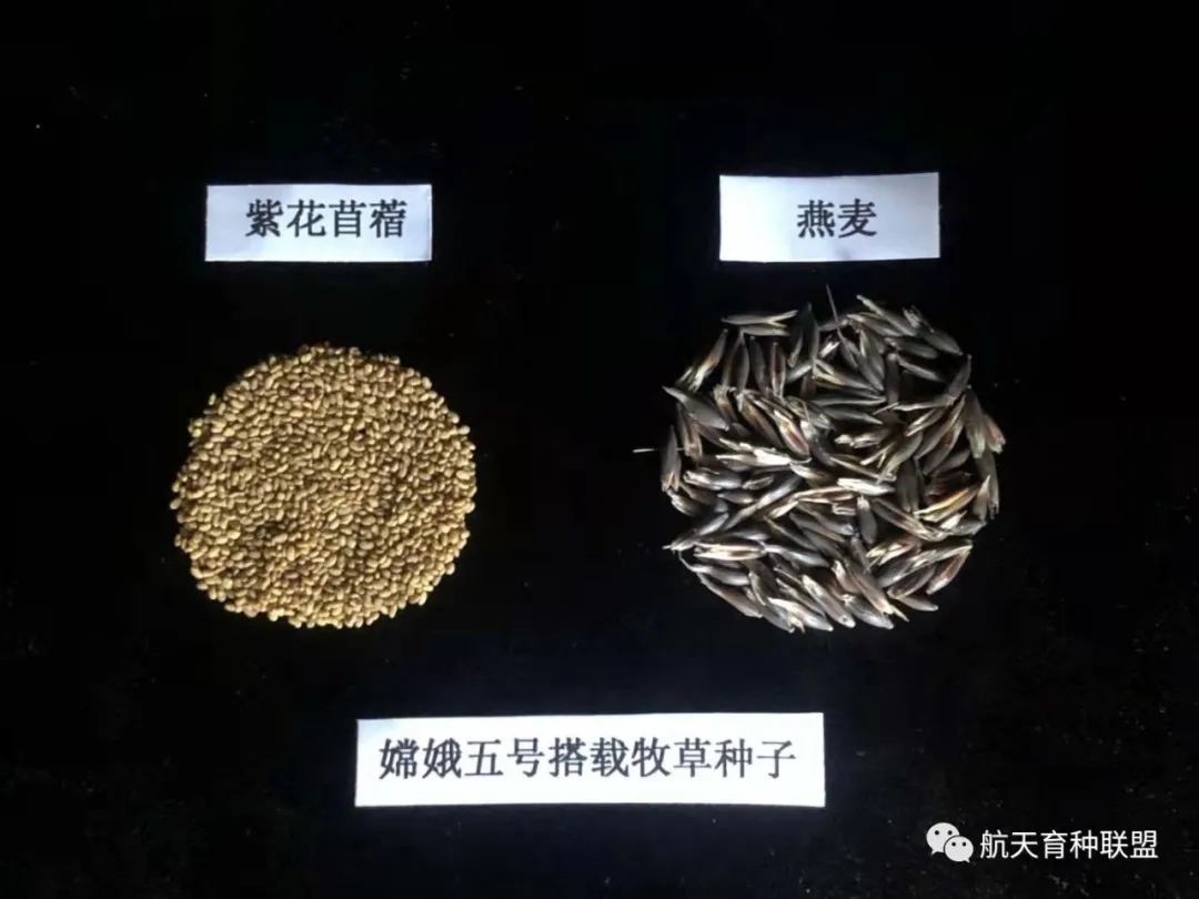 嫦娥五号搭载航天育种实验材料在京交接——解题种源“卡脖子” 牛羊吃上太空草
