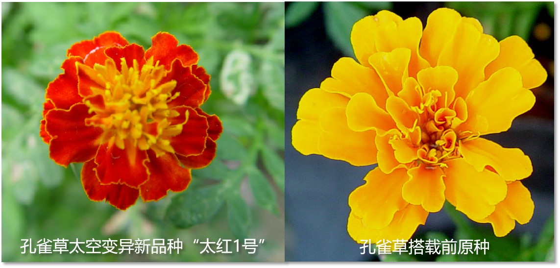 孔雀草橙黄变艳红，航天育种显神通
