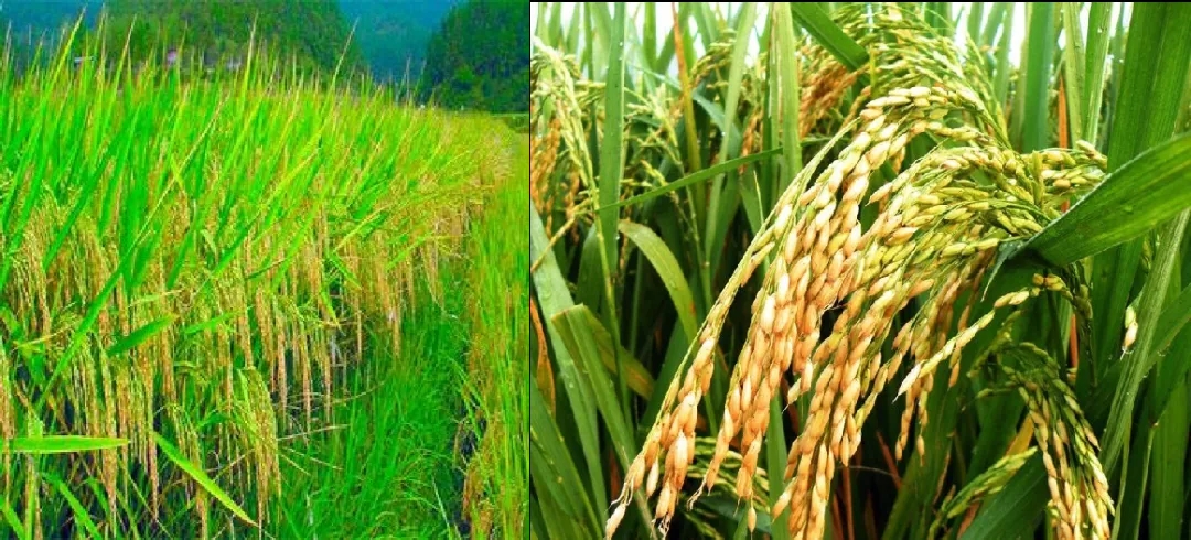 【专家智库】向着大地 守望稻田——植物遗传育种学家谢华安院士