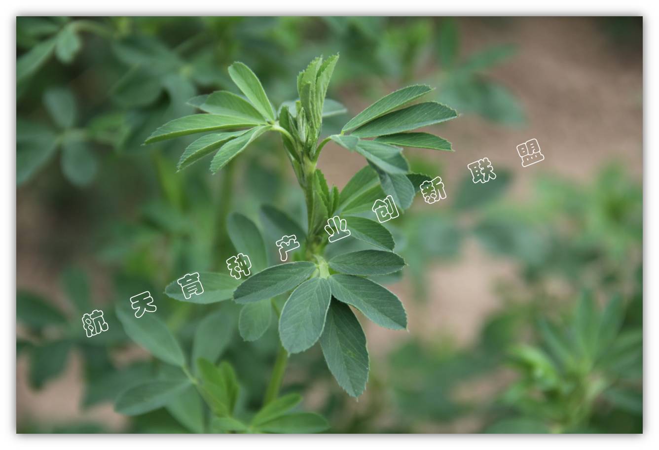 试验船空间诱变试验项目连载系列——草类植物空间诱变试验