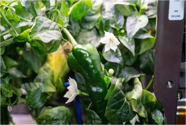 太空种植新起点