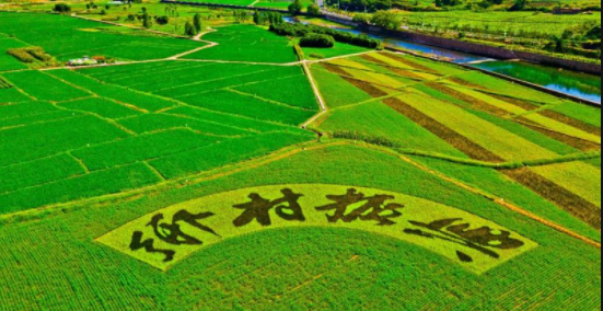 中共中央 国务院关于做好2022年全面推进乡村振兴重点工作的意见
