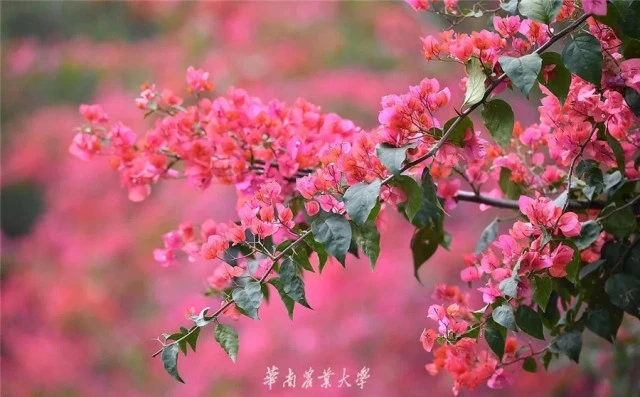 喜讯！联盟发起人单位华南农业大学获6项广东省科学技术奖