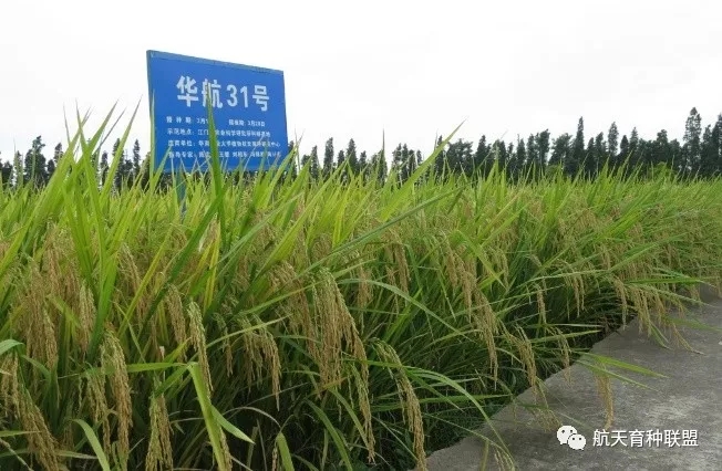 把水稻种子送上太空 航天生物育种助力广东优质稻育种进步