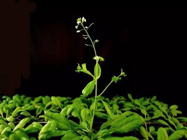 嫦娥五号搭载航天育种实验材料在京交接——助推深空环境影响下模式生物诱变机理研究