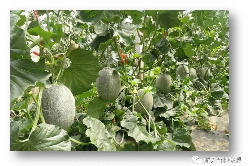 航天育种2020年春季作物展成果丰硕