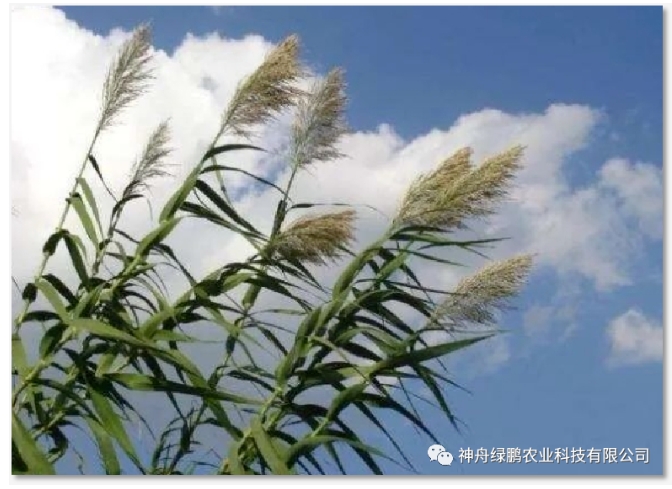 【成果】“航育1号”航天绿鹏太空芦竹新品种通过国家品种审定