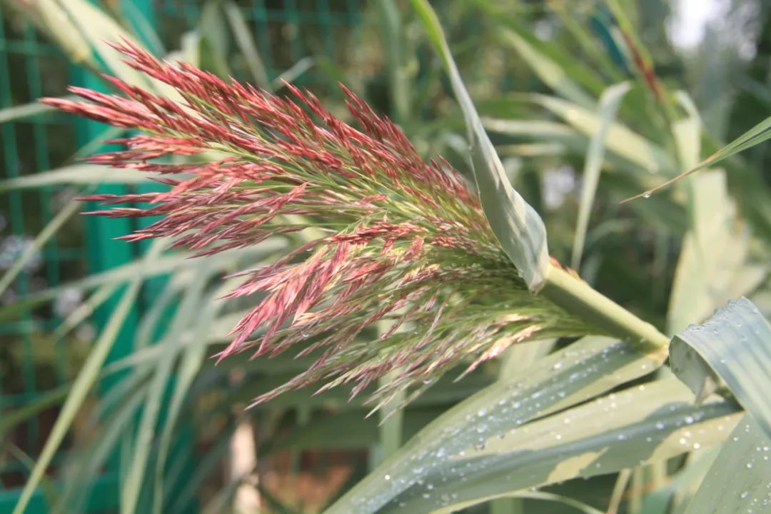 天选之种 | 能源植物听说过吗？太空芦竹了解一下